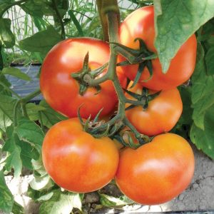 Red Boar F1 Hybrid Tomato