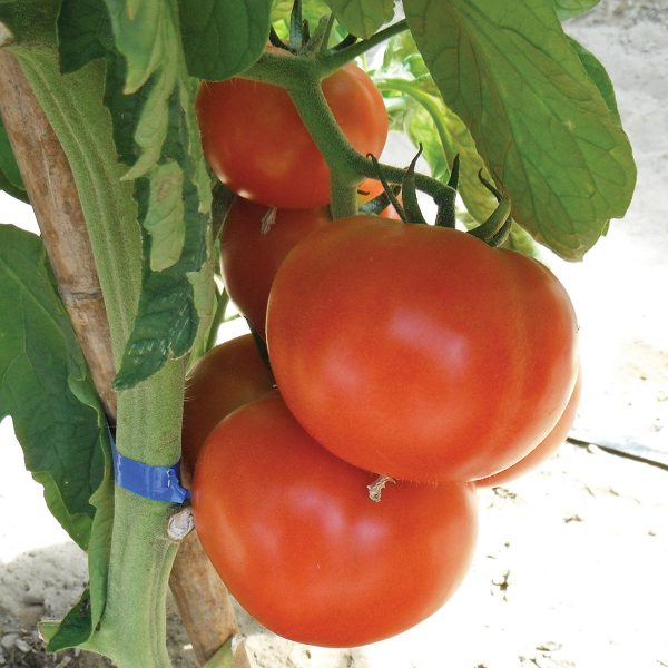 Red Planet F1 Hybrid Tomato