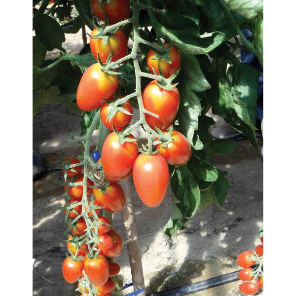 Red Scorpion F1 Hybrid Plum Tomato
