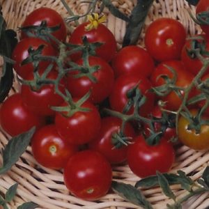 Red Cherry - Large Heirloom Tomato