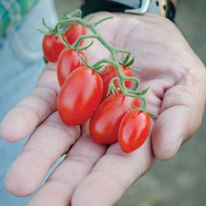 Dolce Vita F1 Hybrid Greenhouse Forcing Tomato