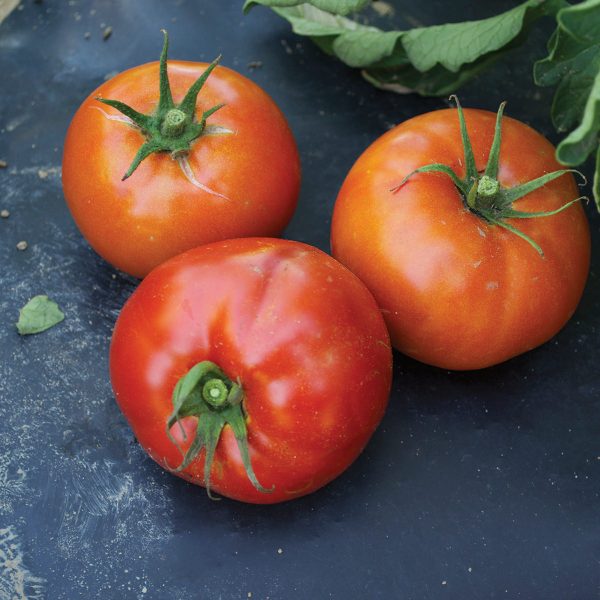 Red BLT F1 Hybrid Semi-determinate Tomato