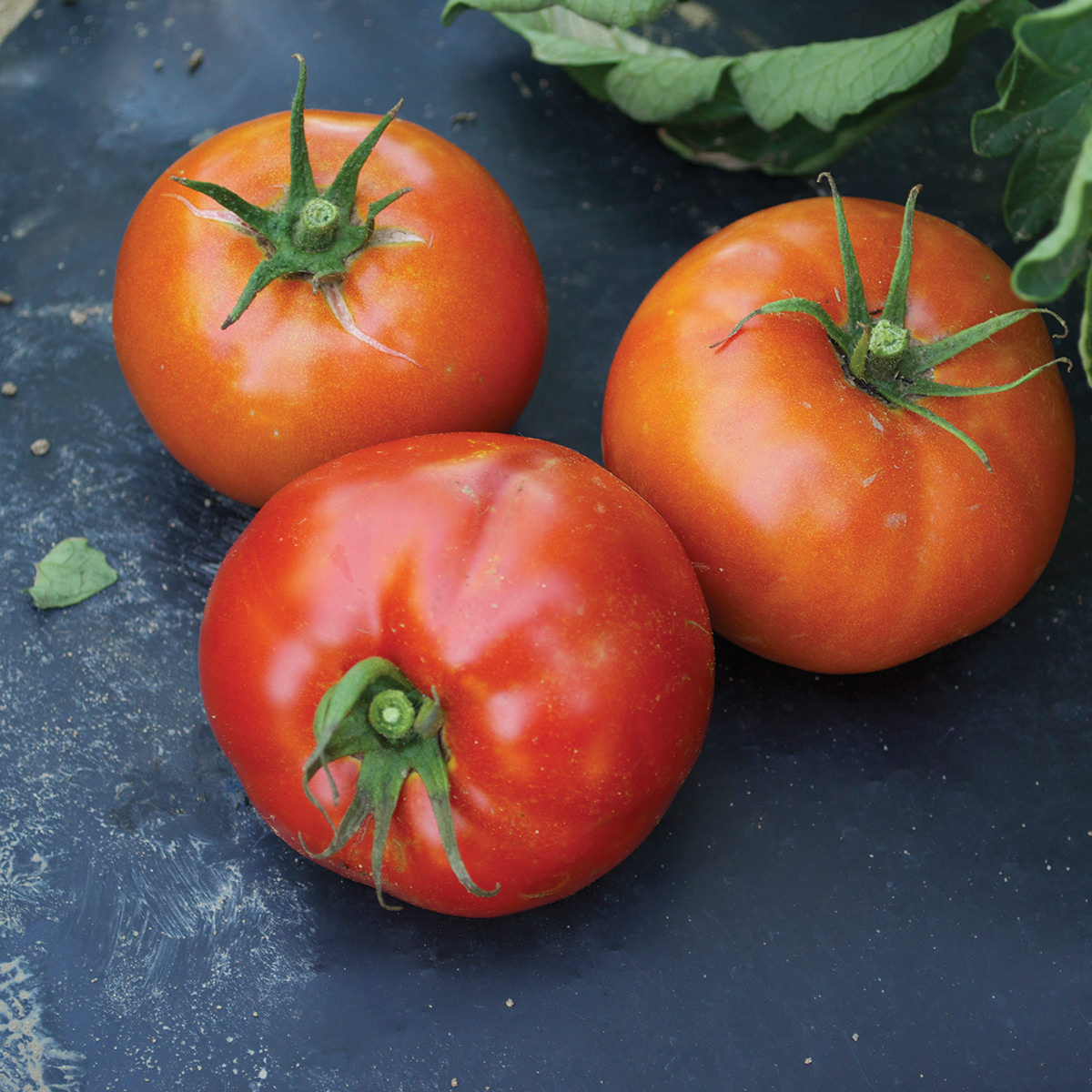 Сорт томатов оля f1. Семена томата Чибли f1. Кохава f1 томат.