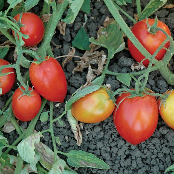 Mely F1 Hybrid Tomato