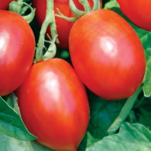 Mochomo F1 Hybrid Saladette Tomato