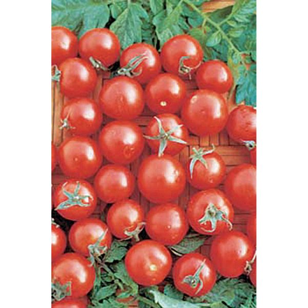 Tiny Tim Cherry Tomato