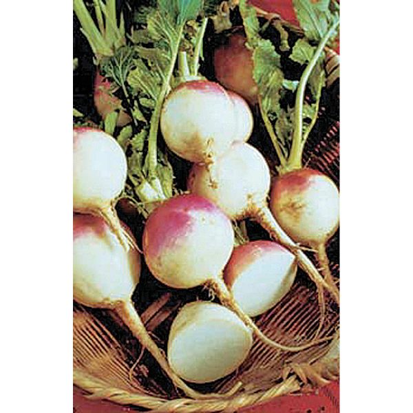 Purple Top White Globe Heirloom Turnip