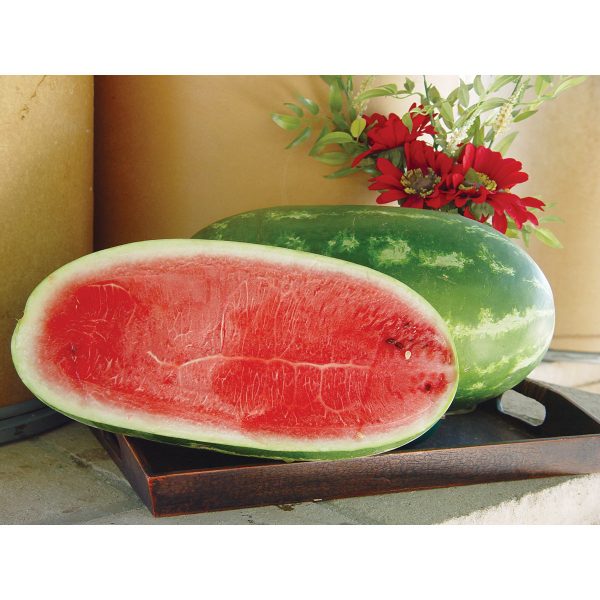 Waddie F1 Hybrid Watermelon
