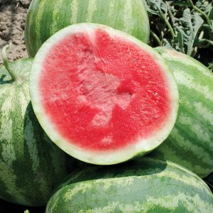 Red Rock F1 Hybrid Seedless Watermelon
