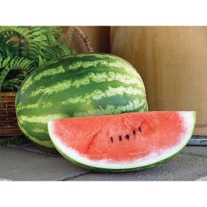 Playmate F1 Hybrid Watermelon