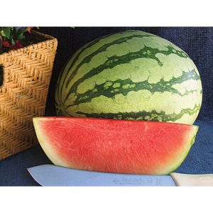 Pee Dee Sweet F1 Hybrid Seedless Watermelon