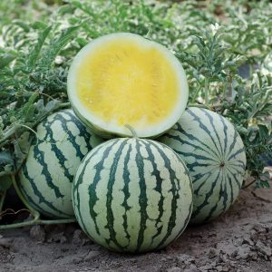 Lemon Ice F1 Hybrid Watermelon
