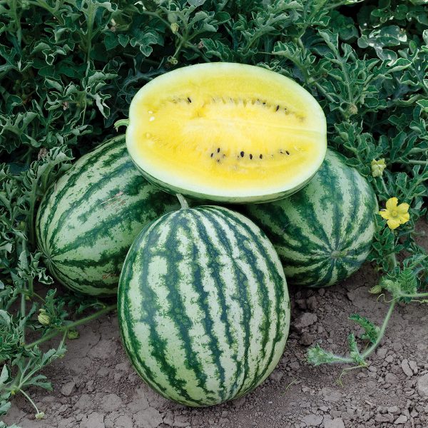 Lemon Krush F1 Hybrid Watermelon