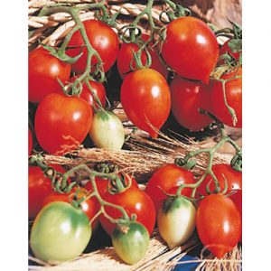 Principe Borghese Italian Cherry Tomato from our Italian Gourmet Seed Collection