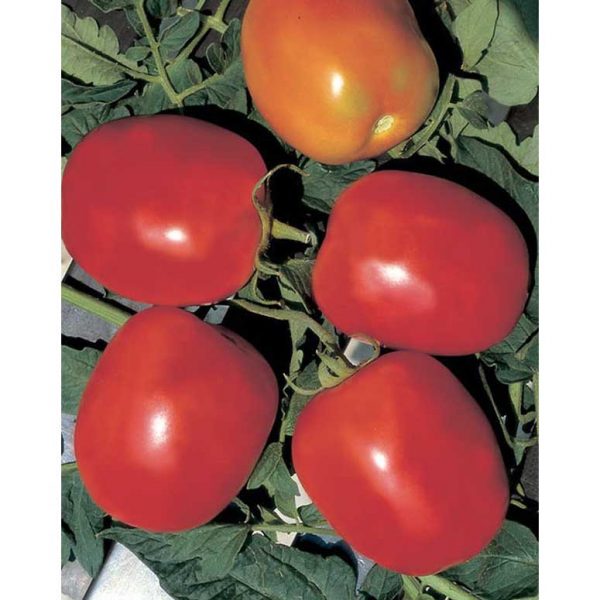 Rio Grande Italian Plum Tomato from our Italian Gourmet Seed Collection
