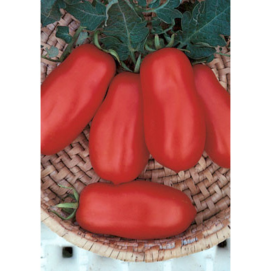 San Marzano 2 Tomato from our Italian Gourmet Seed Collection