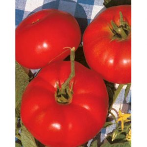Marmande Italian Heirloom Slicing Tomato from our Italian Gourmet Seed Collection