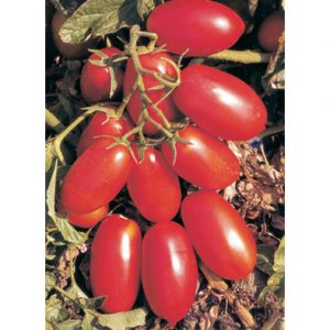 San Marzano Nano Saladette Type Tomato from our Italian Gourmet Seed Collection