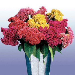 Bombay Mix Crested Type Celosia