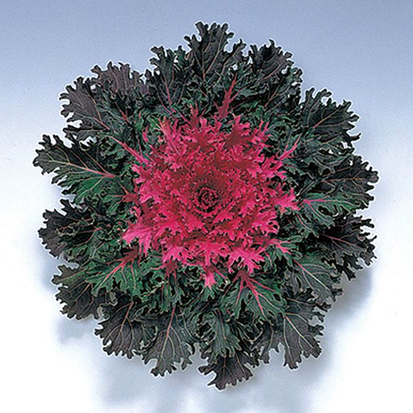 Coral Queen F1 Hybrid Flowering Kale