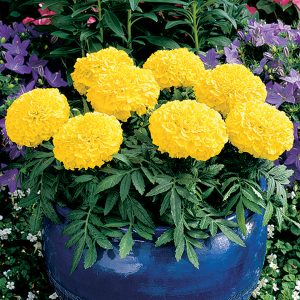 Antigua Yellow Hybrid Marigold