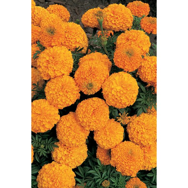 Inca II Orange Hybrid Marigold
