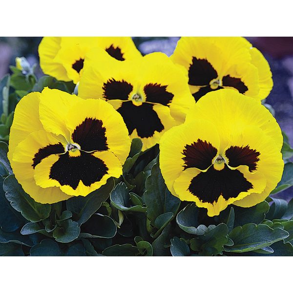 Mammoth Hybrid Queen Yellow Bee Pansy
