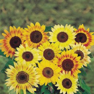 Musicbox Mix Sunflower Seeds