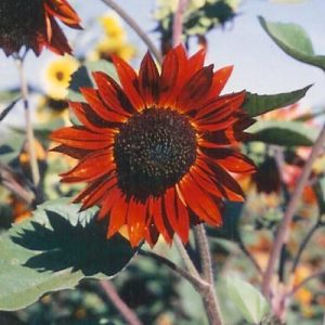 Red Sun Sunflower Seeds