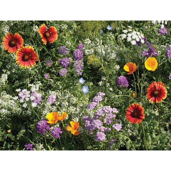 Beneficial Bug Wildflower Mix