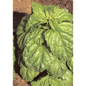 Grandi Foglie Valentino Italian Basil Seeds from our Italian Gourmet Seed Collection