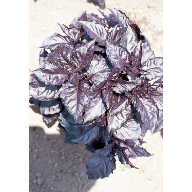 Opal A Foglia Violetta (Dark Violet) Italian Basil Seeds from our Italian Gourmet Collection of Seeds