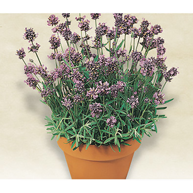 Italian Lavender Seeds from our Italian Gourmet Seed Collectinon