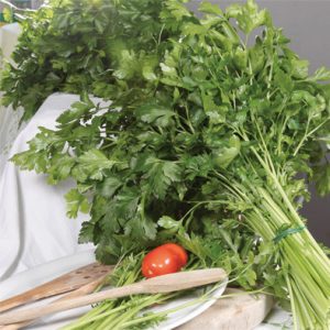 Gigante Catalogno Italian Parsley from our Italian Gourmet Seed Collection