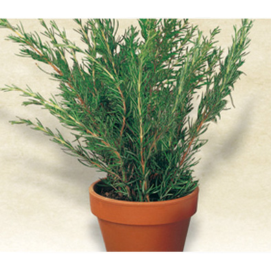 Italian Rosemary Seeds from our Italian Gourmet Seed Collection
