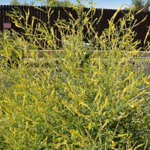 Yellow Blossom Sweet Clover Seeds