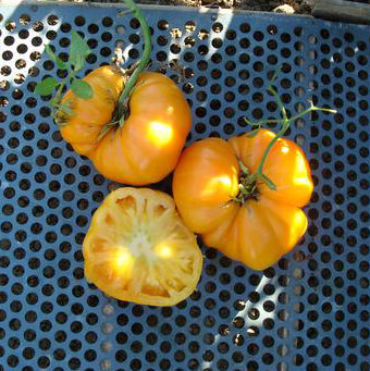 Dr. Wyches Yellow Beefsteak Tomato