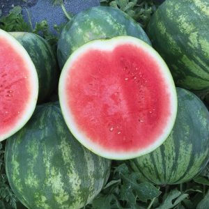 Lil Red Rock Improved F1 Hybrid Seedless Triploid Watermelon