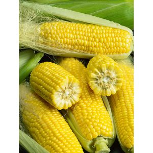 Golden Bantam Yellow Open Pollinated Corn Seeds