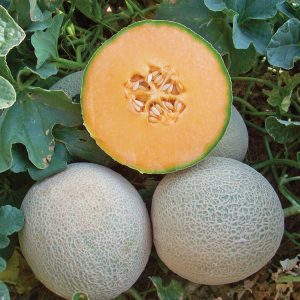 Infinito F1 Hybrid Western Shipper Sugar Melon Seeds