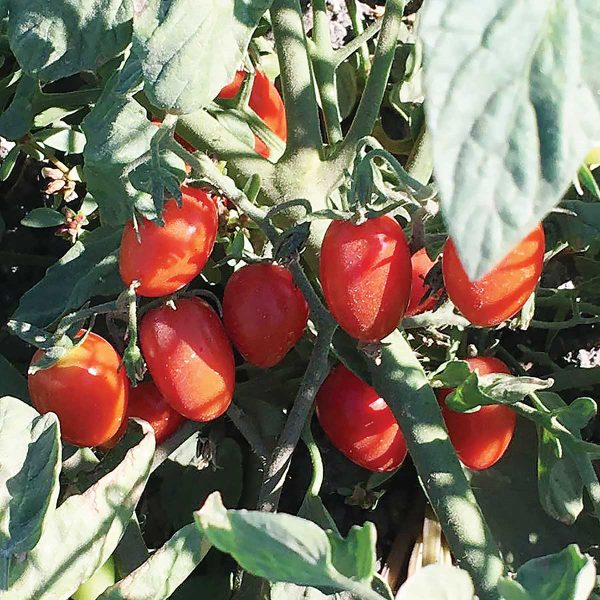 Candy Bell F1 Hybrid Tomato