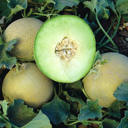 Gala F1 Hybrid Galia Type Melon Seeds