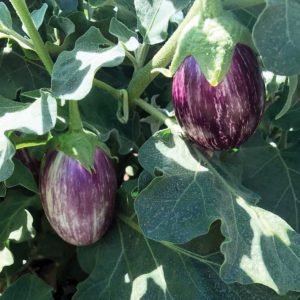 Bella Stripe F1 Hybrid Eggplant Seeds