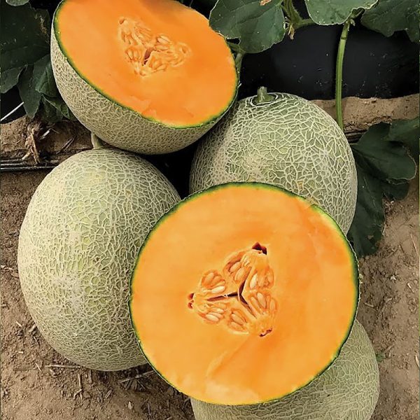 Amber Gold F1 Hybrid Melon