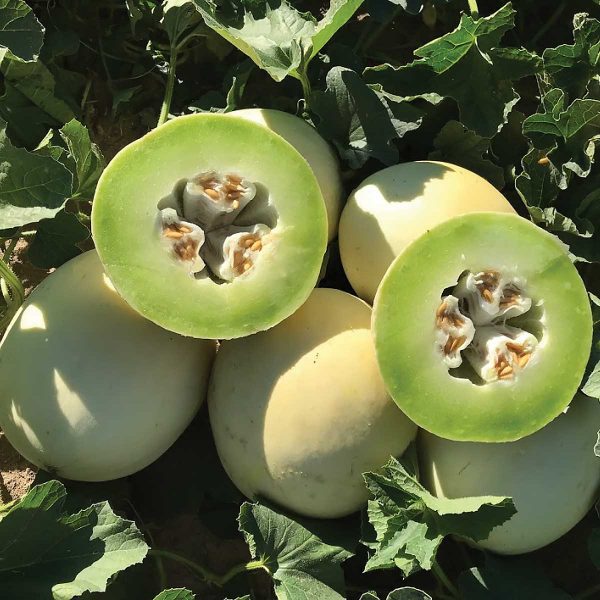 Dewey F1 Hybrid Melon