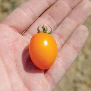 Uva Orange F1 Hybrid Tomato Seeds