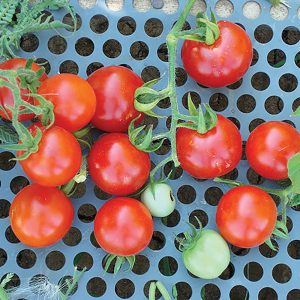 25 SEEDS Tomato Seeds New Transnistria  Vegetable Seeds