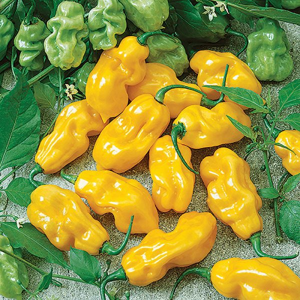 Sweet Yellow Habanero Pepper Seeds