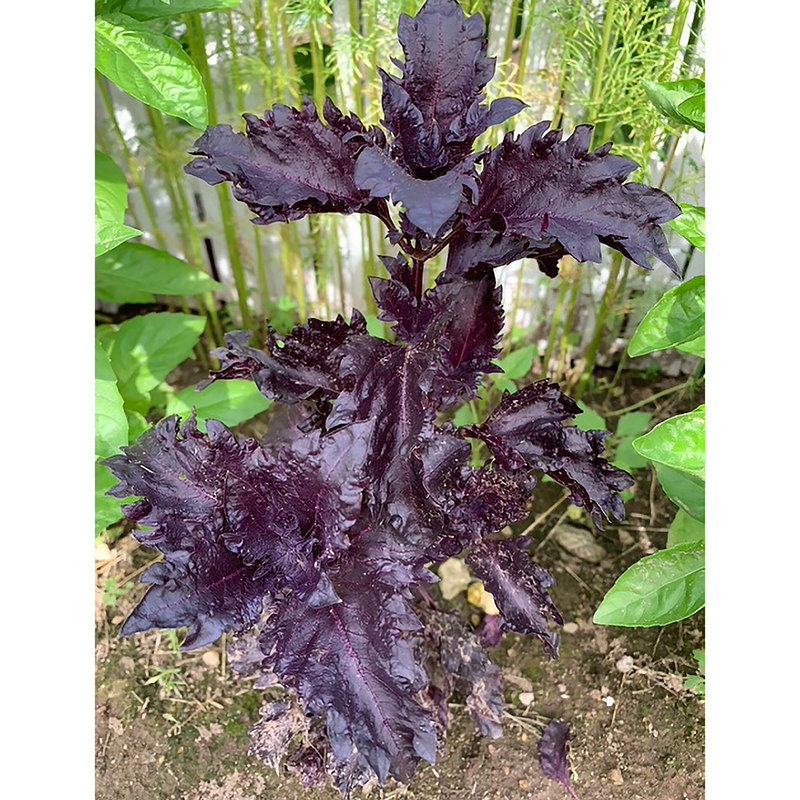 Buy Purple Basil Herb Seeds Plant Ocimum Basilicum For Ruffles Luo Le 