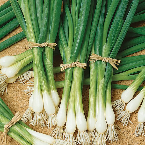 Evergreen Long White Onion Seeds